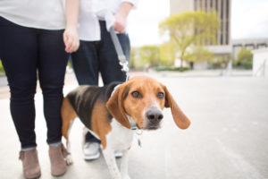 Tips for Bringing your Dog to a Portrait Session